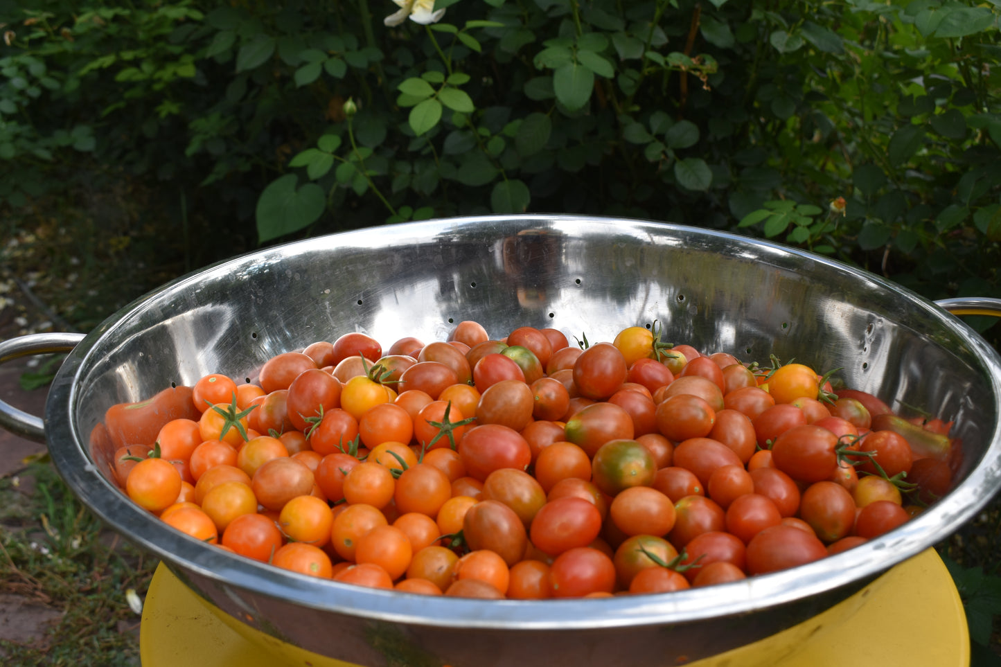 2026 Produce CSA (20 Weeks of Good Food!)