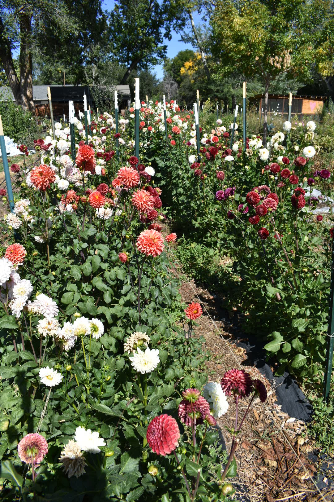 Dahlia U-Pick - $40