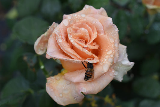 2026 Bi-weekly Flower CSA