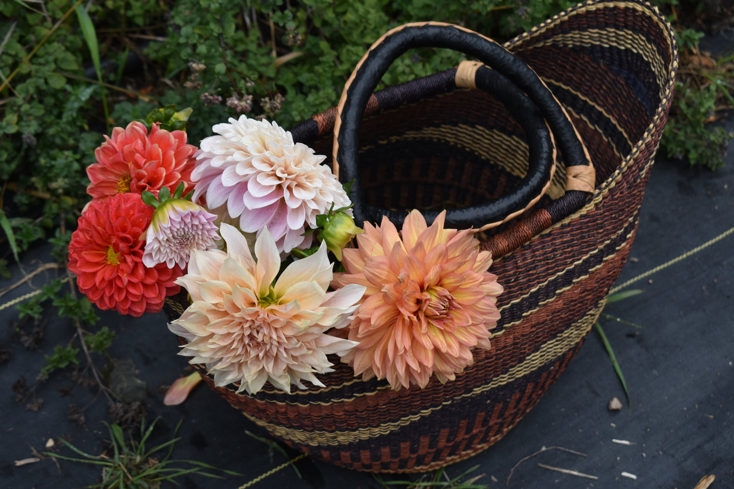Dahlia U-Pick - $40