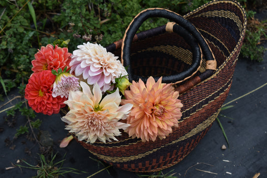 Dahlia U-Pick - $40