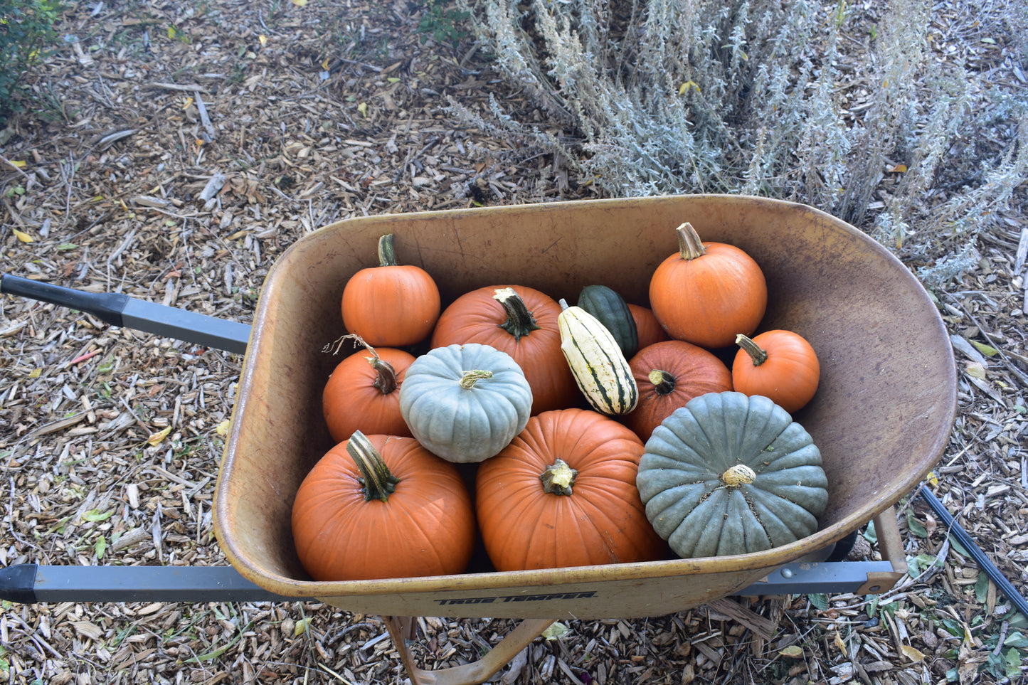 2026 Produce CSA (20 Weeks of Good Food!)