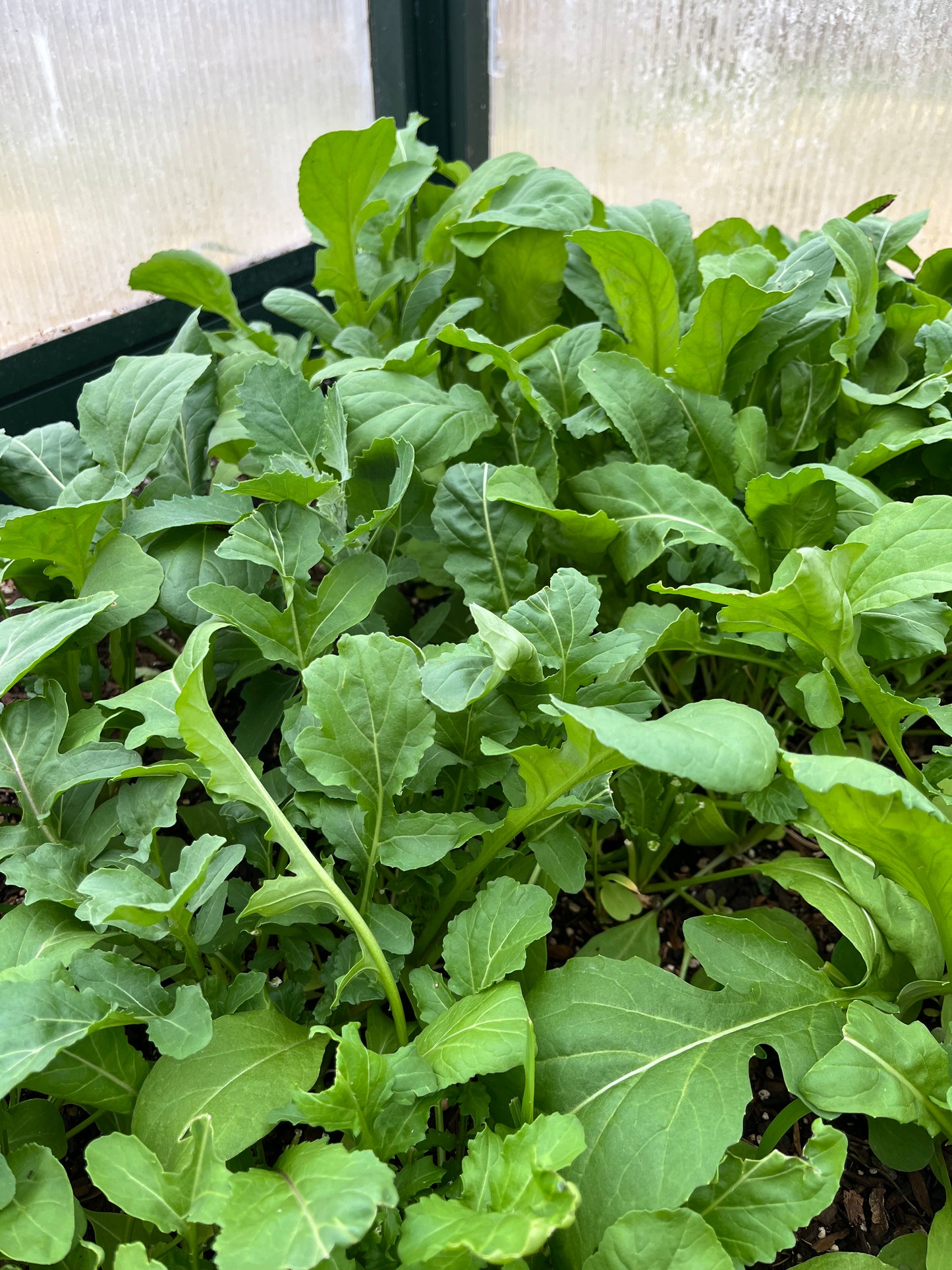 2026 Produce CSA (20 Weeks of Good Food!)