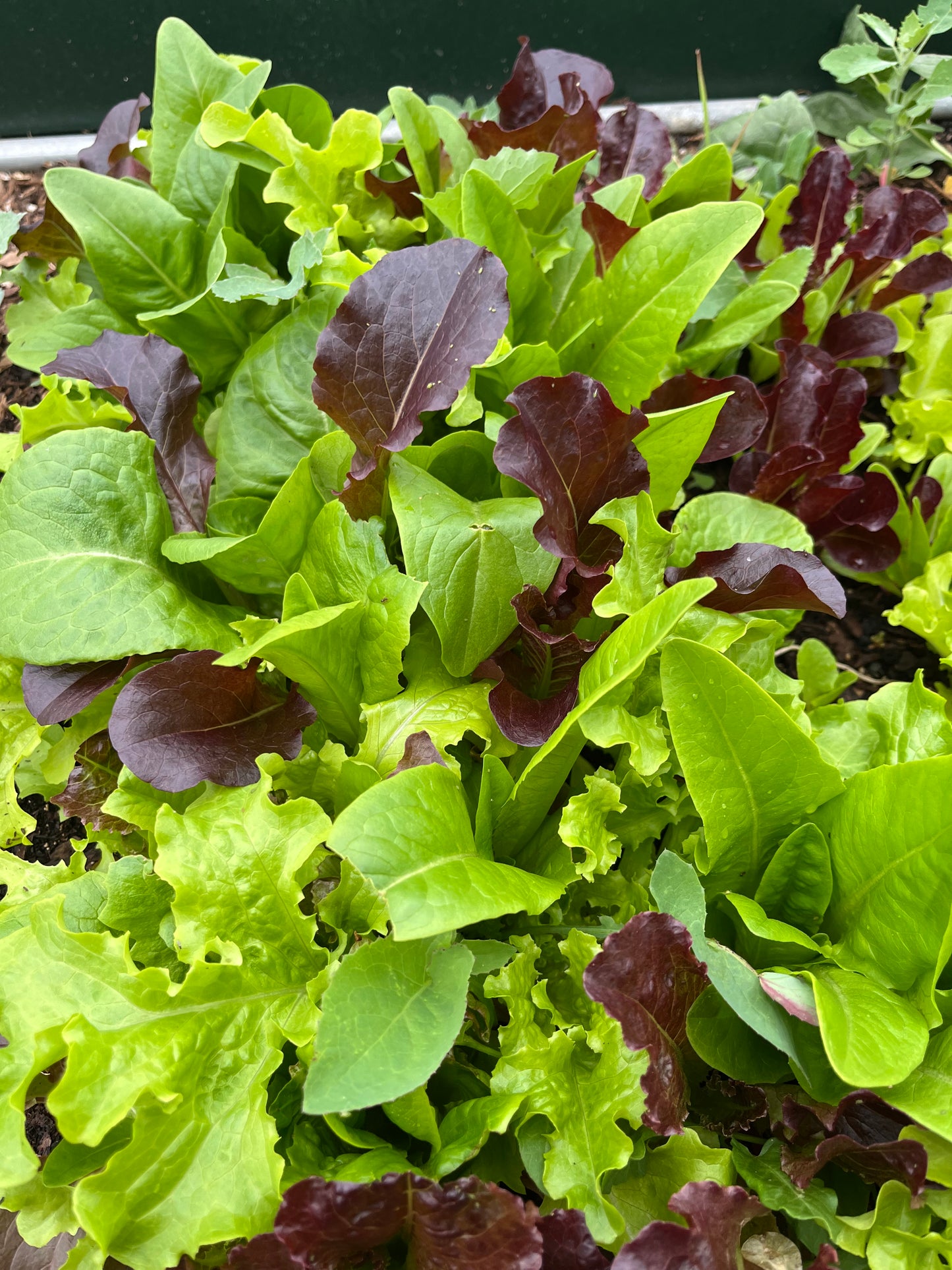 2026 Produce CSA (20 Weeks of Good Food!)