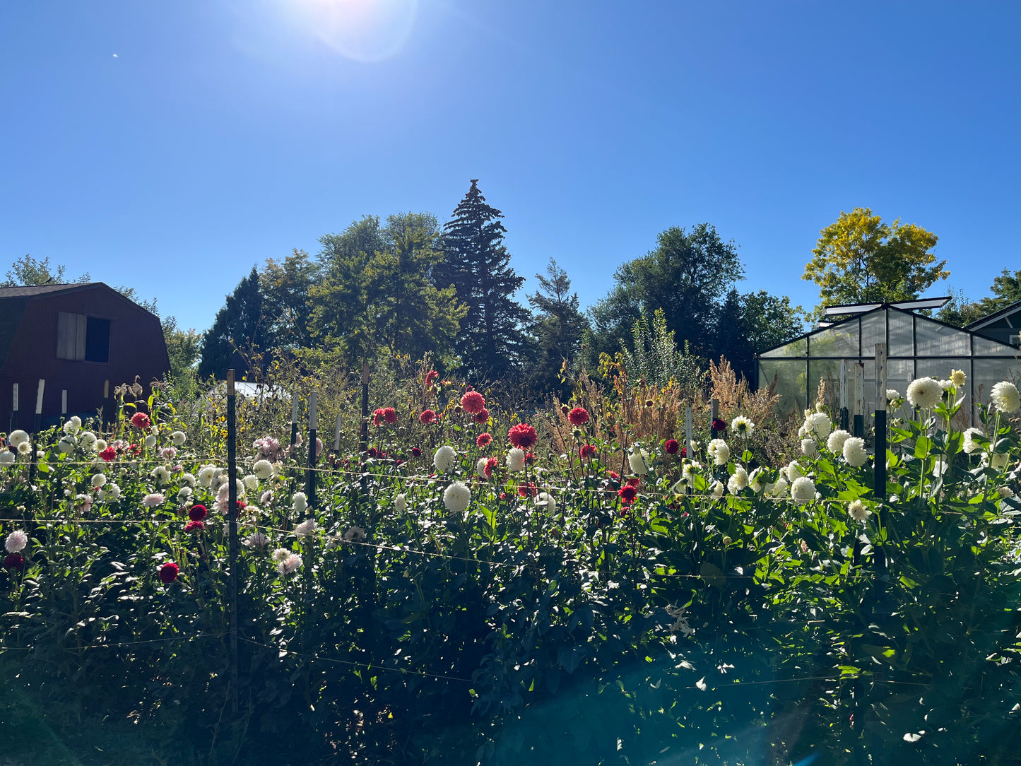 Dahlia U-Pick - $40