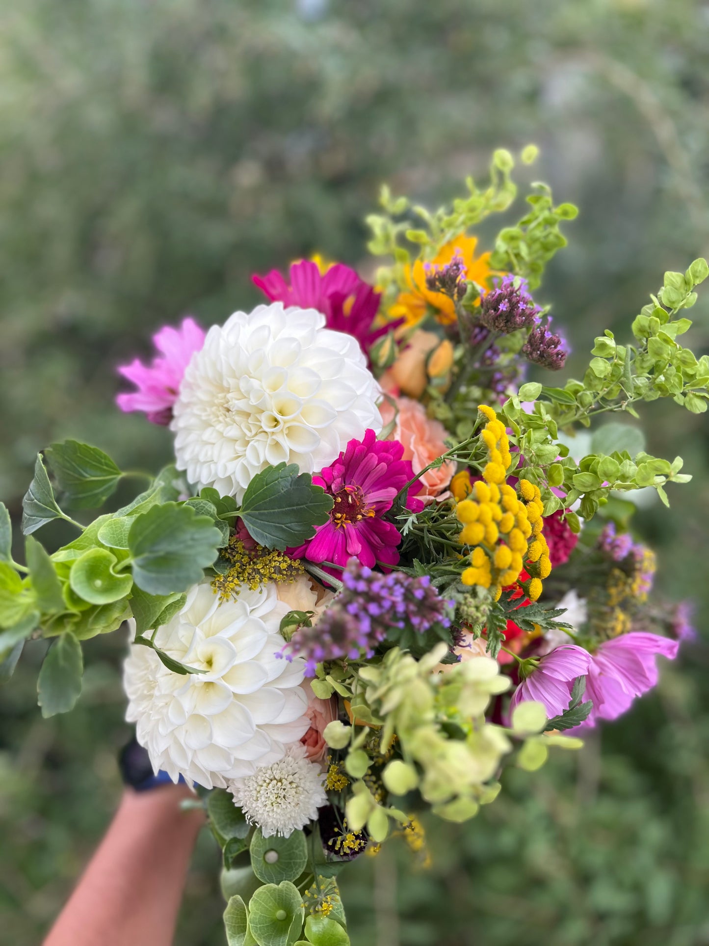 Dahlia U-Pick - $40