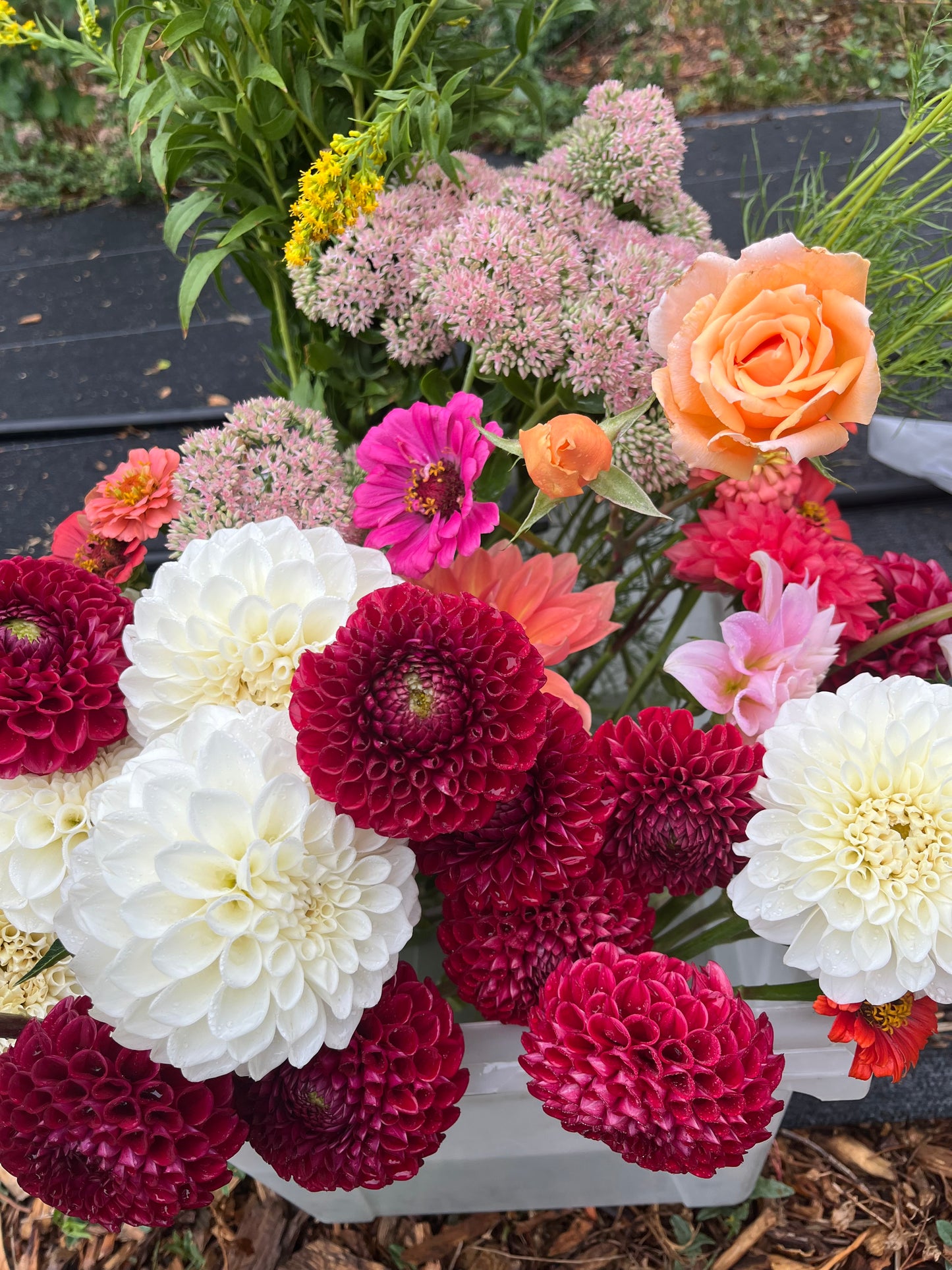 Dahlia U-Pick - $40